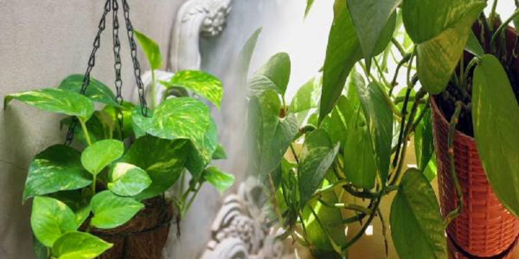 மணி பிளாண்ட் இந்த திசையில் மட்டும் வைத்திடாதீங்க