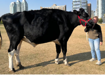 கின்னஸ் சாதனை படைத்த காளை!