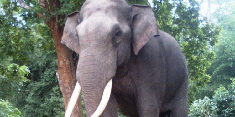 வைத்தியசாலைக்குள் காட்டு யானைகள் அட்டகாசம் !