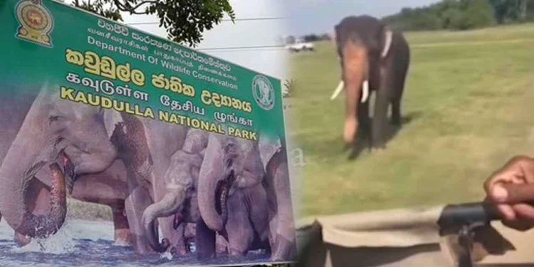 சுற்றுலா பயணிகளை துரத்தி செல்லும் யானை!