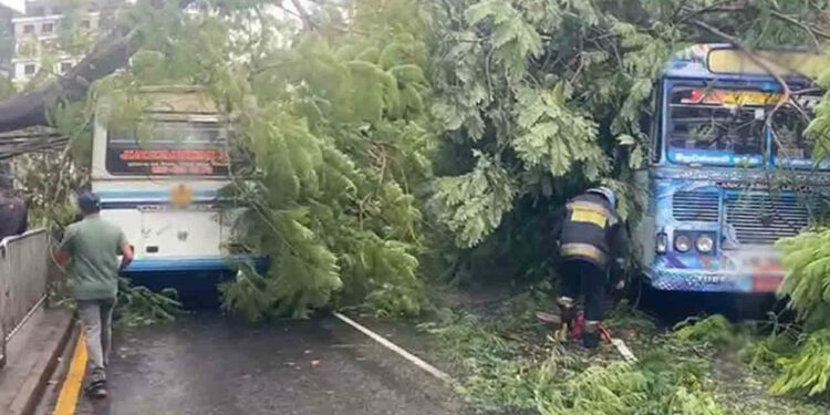 பேருந்து மீது முறிந்து விழுந்த மரம்!