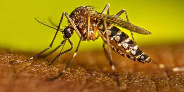 யாழில் டெங்கு பரவும் வகையில் சூழலை பேணியவருக்கு அபராதம்!