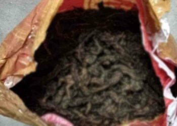 தமிழகத்தில் இருந்து இலங்கைக்கு கடத்த இருந்த கஞ்சா பறிமுதல்!