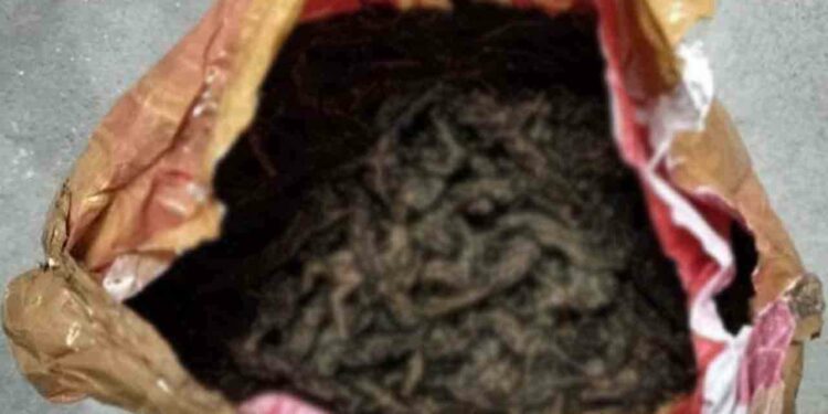 தமிழகத்தில் இருந்து இலங்கைக்கு கடத்த இருந்த கஞ்சா பறிமுதல்!