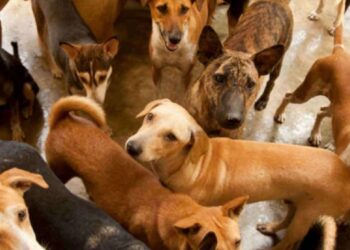 யாழில் உள்ள நாய்கள் தொடர்பில் பிரதேச சபை வெளியிட்டுள்ள முக்கிய அறிவிப்பு!