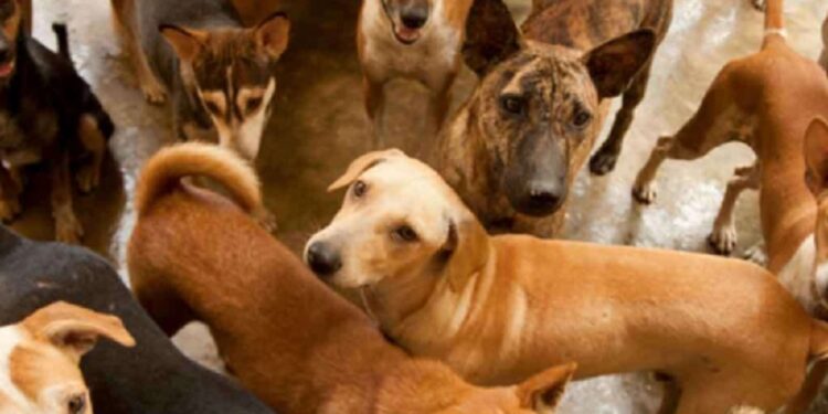 யாழில் உள்ள நாய்கள் தொடர்பில் பிரதேச சபை வெளியிட்டுள்ள முக்கிய அறிவிப்பு!