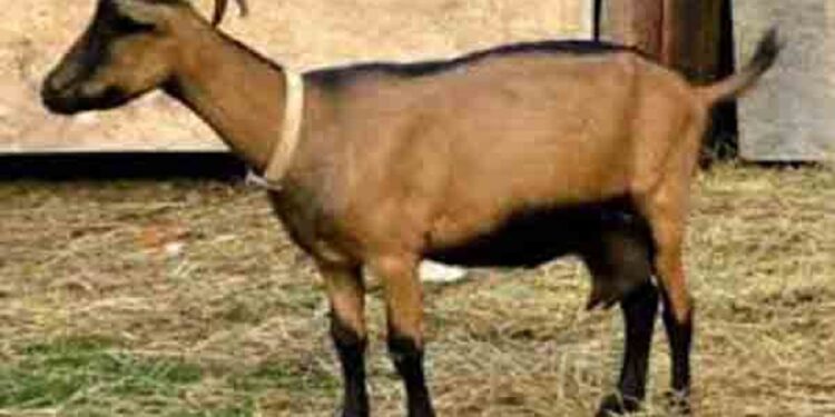 ஆட்டை தகாத உறவுக்கு உட்படுத்திய நபர்!