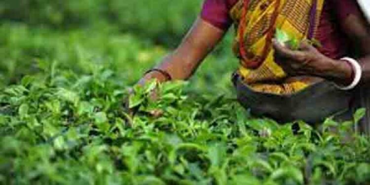 பெரும் தோட்ட தொழிலார்களின் சம்பளம் குறித்து நீதிமன்றம் பிறப்பித்துள்ள உத்தரவு!