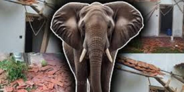 காட்டு யானைகளின் அட்டகாசம் அதிகரிப்பு!