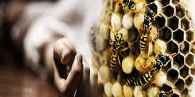 யாழில் குழவிக் கொட்டுக்கு இல்லக்கான பெண் மரணம்!