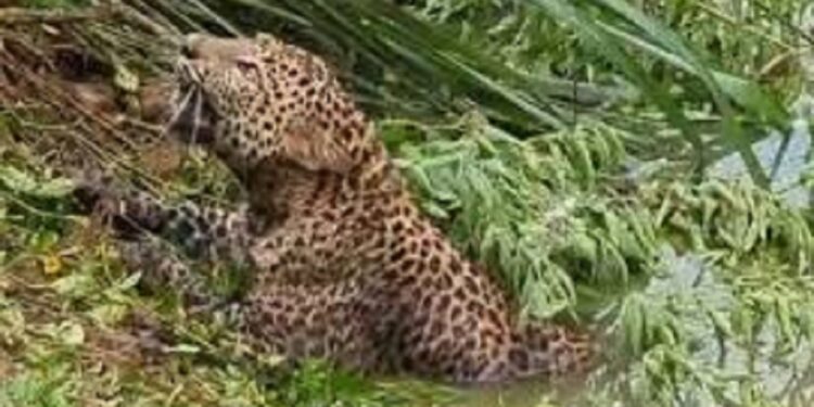 உயிருக்கு போராடிய சிறுத்தை!