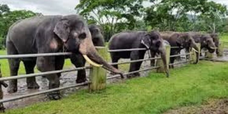 சபுமல்’யானை மீது துப்பாக்கிச்சூடு!