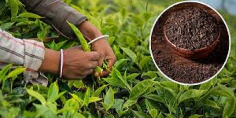 நாட்டின் தேயிலை உற்பத்தி அதிகரிப்பு!