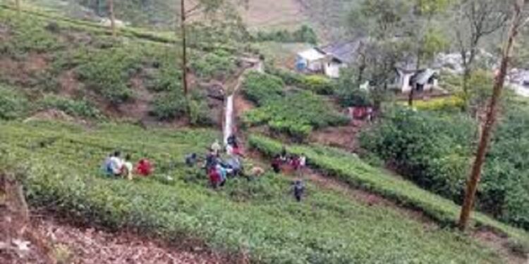 50 அடி பள்ளத்தாக்கில் விழுந்த முச்சக்கரவண்டி!