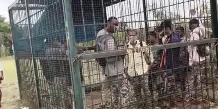 வனத்துறை அதிகாரிகளை புலி கூண்டில் அடைத்த  மக்கள்!