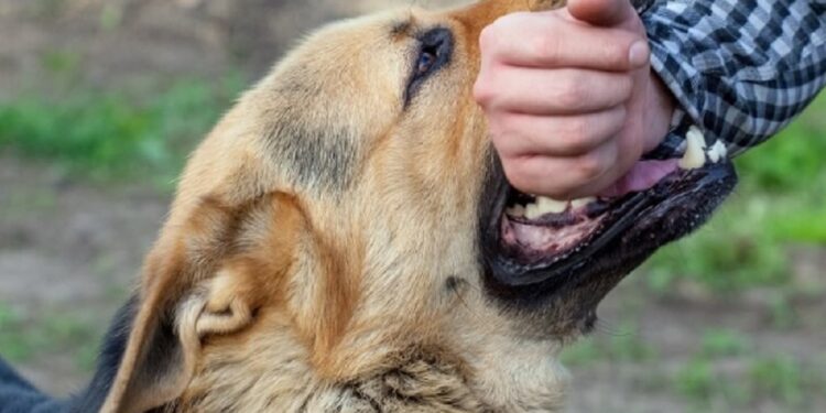 விசர் நாய் கடியை இலங்கையில் முற்றாக ஒழித்த முதல் மாவட்டம்!