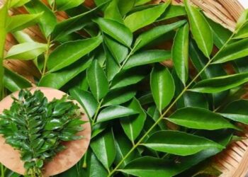 கறிவேப்பிலை நீண்ட நாட்களுக்கு ஃப்ரெஷ்ஷாவே இருக்கணுமா? இத மட்டும் பண்ணுங்க