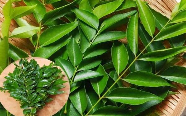 கறிவேப்பிலை நீண்ட நாட்களுக்கு ஃப்ரெஷ்ஷாவே இருக்கணுமா? இத மட்டும் பண்ணுங்க