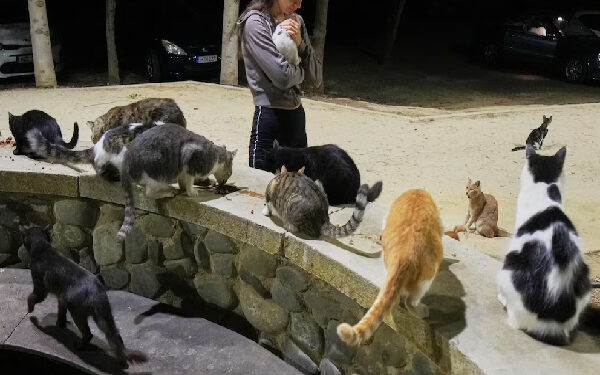 கட்டுக்கடங்காமல் பெருகும் பூனைகள்: கட்டுப்படுத்த வழி தெரியாமல் திணறும் நாடு