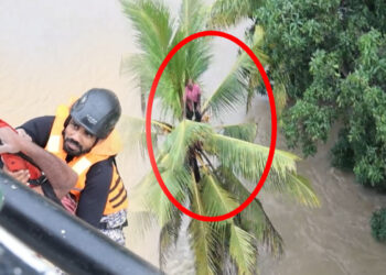 உயிரை காக்க மரத்திலேறிய நபர்; ஒரு நாள் முழுவதும் தவிப்பு