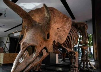 மூன்று கொம்புகள் கொண்ட டைனோசரின் படிமம் கண்டுபிடிப்பு!