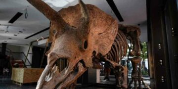 மூன்று கொம்புகள் கொண்ட டைனோசரின் படிமம் கண்டுபிடிப்பு!