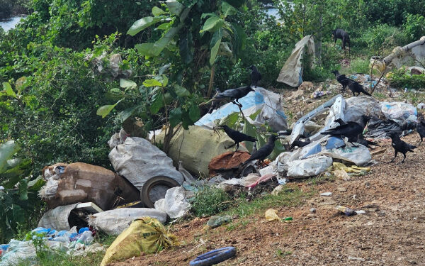 யாழ். காக்கைதீவு சந்தைக்கு அருகில் வீசப்பட்ட மாட்டின் தலை