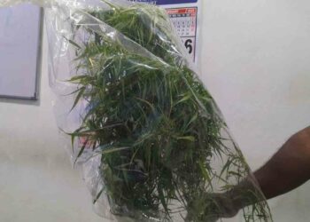 வவுனியாவில் கஞ்சாசெடி வளர்த்த ஒருவர் கைது!