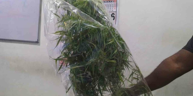 வவுனியாவில் கஞ்சாசெடி வளர்த்த ஒருவர் கைது!