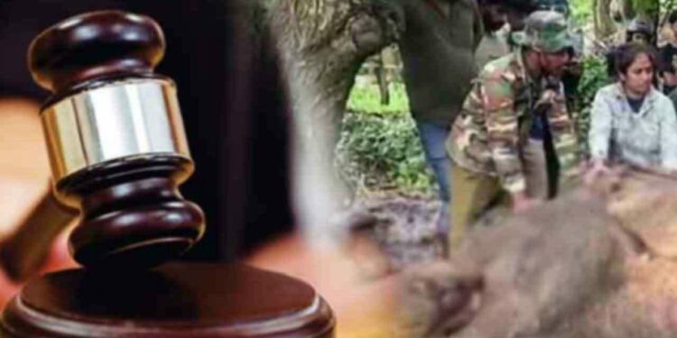 யானைக்கு தீவைத்த சம்பவம் – சந்தேநபர்கள் மீண்டும் விளக்கமறியலில்