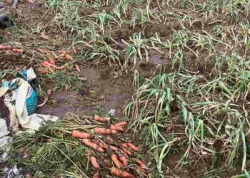 கந்தப்பளையில் வெள்ளத்தால் மரக்கறிகள் அழிவு: விவசாயிகள் கவலை