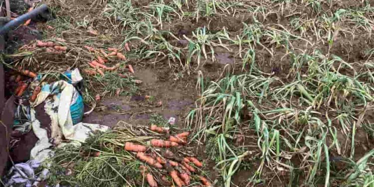 கந்தப்பளையில் வெள்ளத்தால் மரக்கறிகள் அழிவு: விவசாயிகள் கவலை